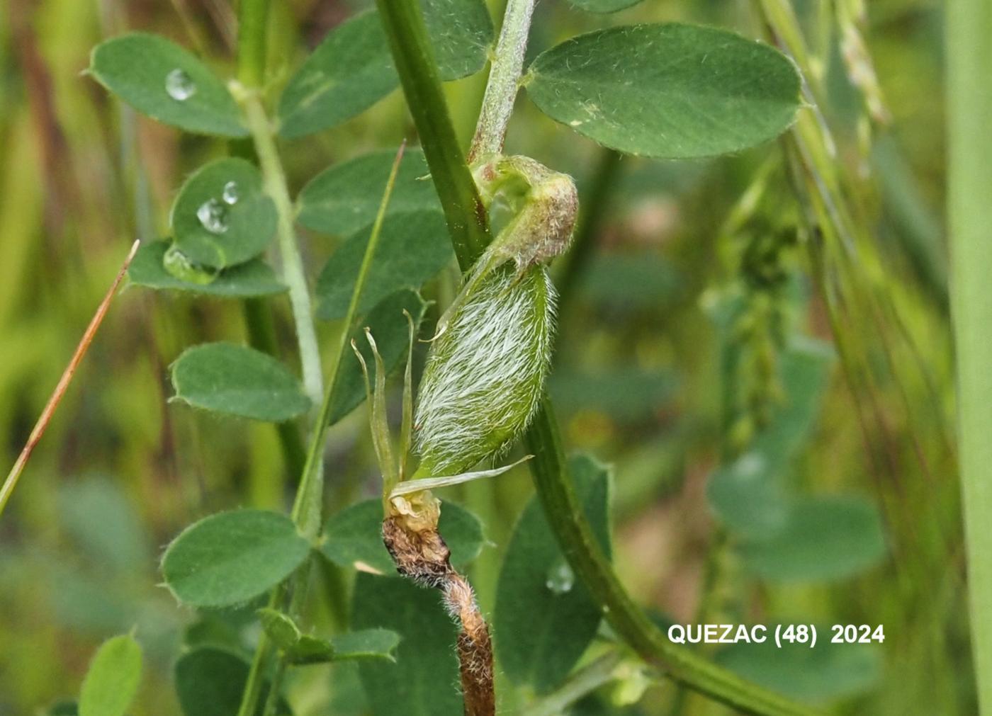 Vetch, Hairy Yellow fruit